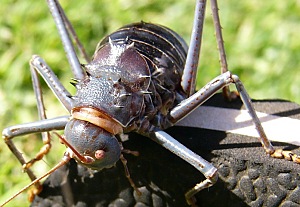 das absolute Grauen in GROSS